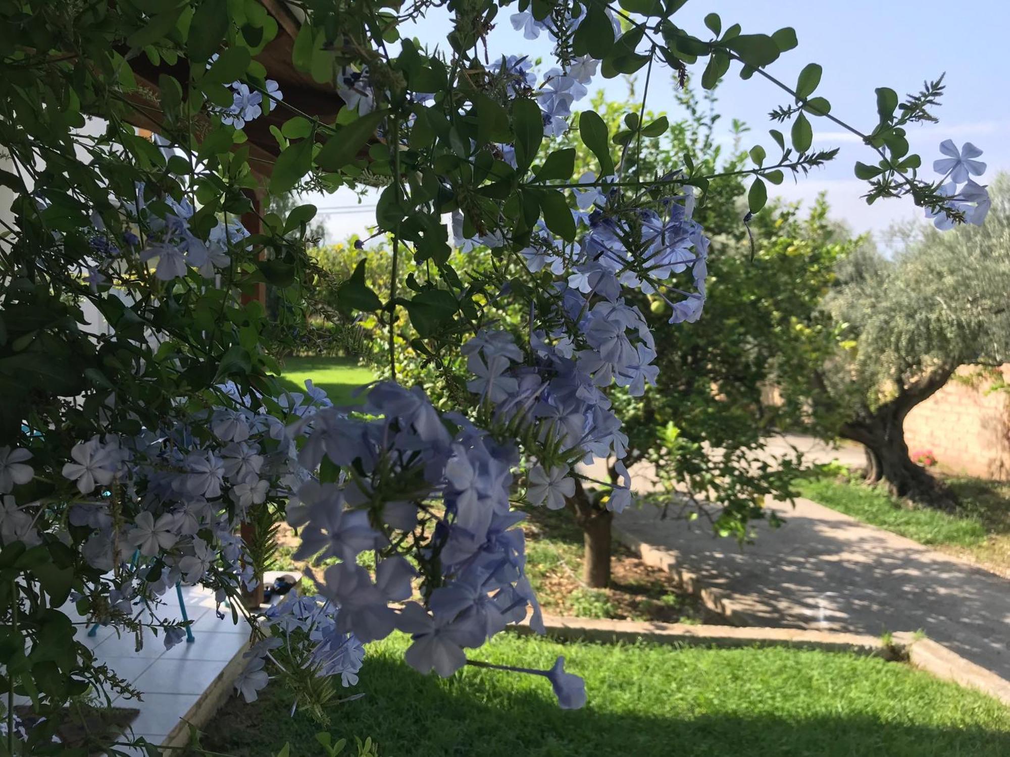 Spiti Ostria Villa Aigio Exterior photo